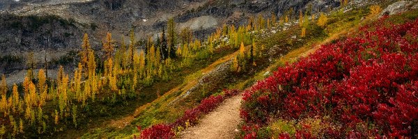 Jesień, Roślinność, Ścieżka, Chmury, Drzewa, Góry