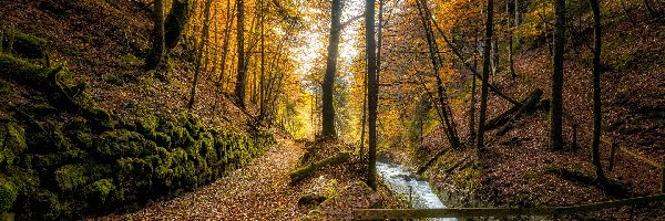 Jesień, Drzewa, Las, Mostek, Potok