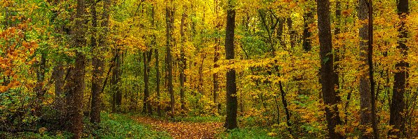 Las, Drzewa, Pożółkłe, Jesień, Ścieżka