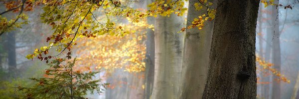 Liście, Drzewa, Pożółkłe, Mgła, Las, Jesień