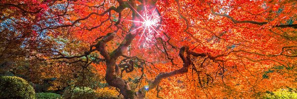Drzewo, Promienie słońca, Klon palmowy, Jesień
