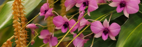 Orchidee, Liście, Storczyki, Kwiaty
