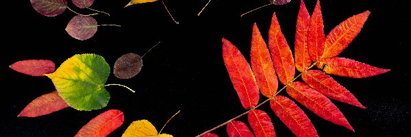 Jesień, Kolorowe, Liście, Tło, Czarne