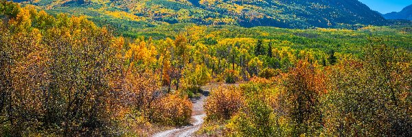 Drzewa, Sawatch Range, Kebler Pass, Przełęcz, Jesień, Stany Zjednoczone, Kolorado, Góry, Droga