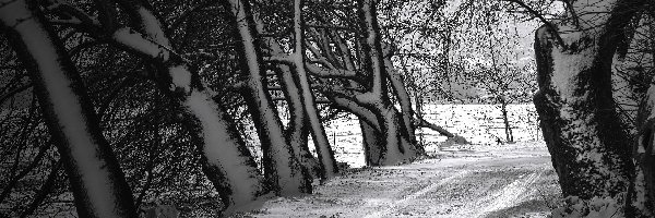 Drzewa, Czarno-białe, Zima, Droga