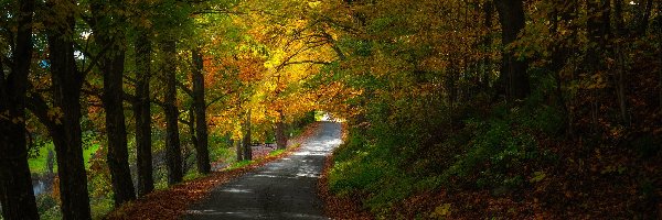 Jesień, Droga, Las, Drzewa, Pożółkłe
