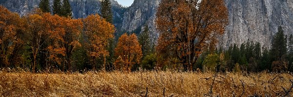 Góry, Trawa, Jesień, Drzewa, Park Narodowy Yosemite, Stany Zjednoczone, Kalifornia, Pożółkła, Szczyt Cathedral Peak