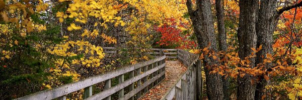 Liście, Most, Opadłe, Jesień, Drzewa, Kolorowe