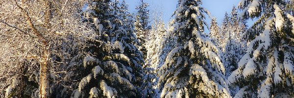 Las, Śnieg, Słoneczny blask, Krzesła, Drzewa, Polana, Stolik, Zima
