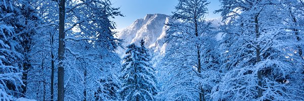 Zima, Drzewa, Ośnieżone, Góry, Las