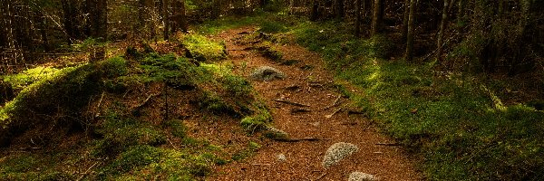 Las, Ścieżka, Drzewa, Runo leśne, Kamienie