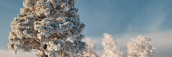 Zima, Drzewa, Oszronione, Trawa, Śnieg