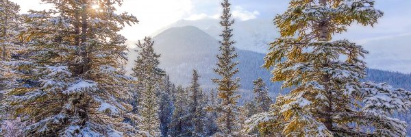 Zima, Drzewa, Śnieg, Góry, Świerki