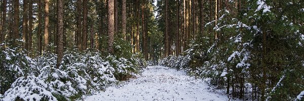 Zima, Ścieżka, Las, Drzewa iglaste, Śnieg