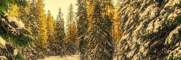 Zima, Las, Drzewa, Śnieg, Mostek