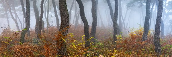 Roślinność, Jesień, Mgła, Kolorowa, Drzewa, Las