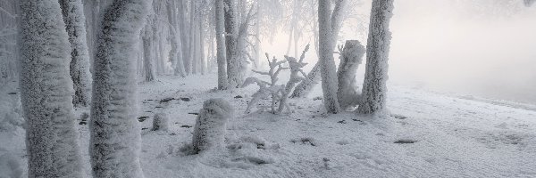 Zima, Szron, Drzewa, Las, Mgła