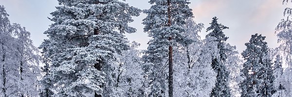 Zima, Sosny, Drzewa