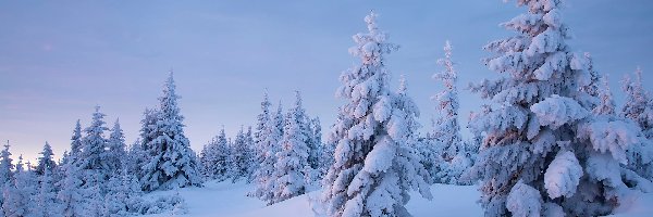 Zima, Śnieg, Zaspy, Drzewa, Ośnieżone