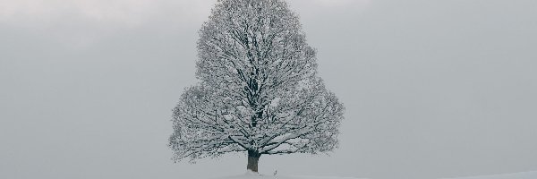 Drzewo, Śnieg, Zima, Ośnieżone