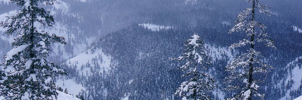Zima, Śnieg, Las, Góry, Drzewa