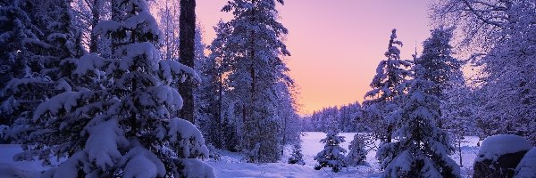 Drzewa, Ośnieżone, Gałęzie, Śnieg, Las, Zima