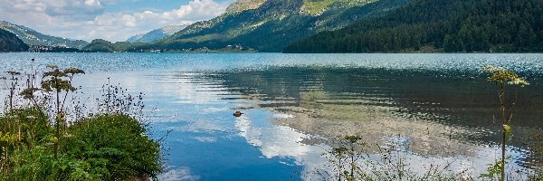 Trawa, Silsersee, Rośliny, Szwajcaria, Jezioro, Góry