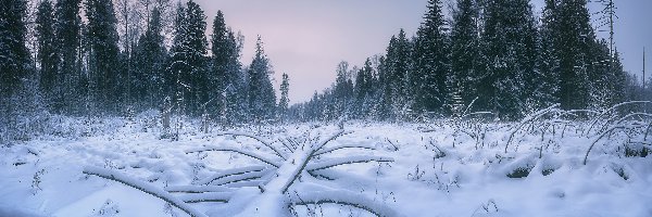 Zima, Drzewa, Śnieg, Rośliny, Ośnieżone