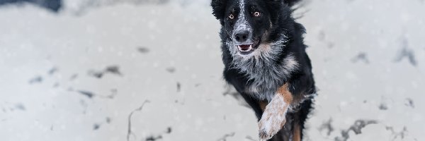 Pies, Śnieg, Border collie, Czarno-biały