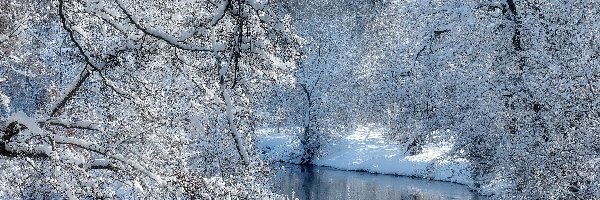 Zima, Ośnieżone, Drzewa, Rzeka, Gałęzie