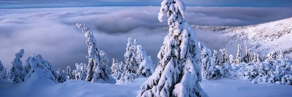 Chmury, Drzewa, Mgła, Góry, Śnieg, Zima