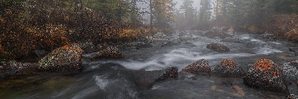 Kamienie, Mgła, Drzewa, Rzeka