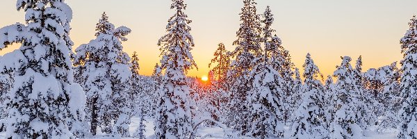 Zima, Drzewa, Świerki, Zachód słońca, Śnieg, Las