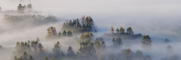 Polska, Drzewa, Mgła, Las, Jesień, Pieniny, Poranek