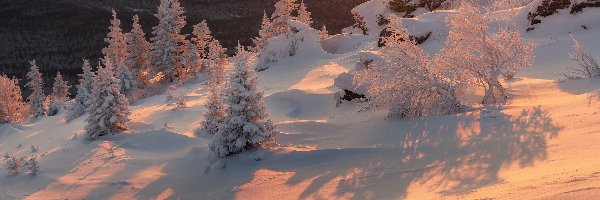Drzewa, Blask słońca, Śnieg, Zimą