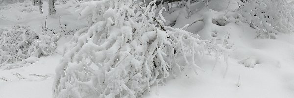 Zima, Las, Śnieg, Gałązki, Drzewa