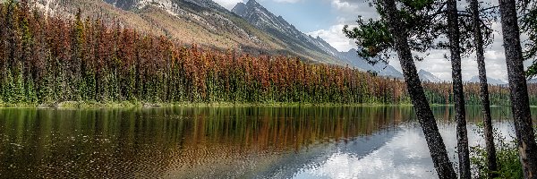 Jezioro, Drzewa, Kanada, Alberta, Góry, Honeymoon Lake, Park Narodowy Jasper, Las