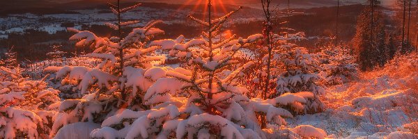 Zima, Ośnieżone, Góry, Promienie słońca, Drzewa