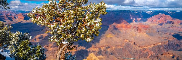 Drzewo, Skała, Grand Canyon, Wielki Kanion Kolorado, Park Narodowy Wielkiego Kanionu, Stany Zjednoczone, Stan Arizona, Góry, Sosna