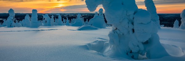 Finlandia, Drzewa, Park Narodowy Riisitunturi, Zaśnieżone, Zima, Laponia, Zachód słońca