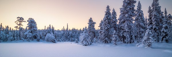 Śnieg, Park Narodowy Paanajarwi, Zima, Drzewa, Karelia, Rosja