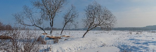 Drzewa, Zima, Krzewy, Pole