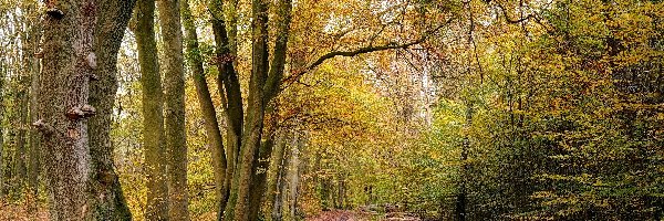 Jesień, Ścieżka, Las, Drzewa, Liście