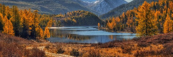 Drzewa, Góry, Rosja, Republika Ałtaju, Ałtaj, Modrzewie, Jesień, Jezioro Kok-Kol
