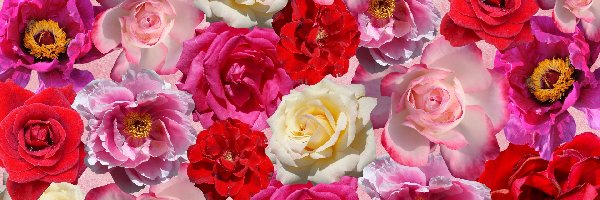 Kolorowe, Zbliżenie, Róże, Kwiaty