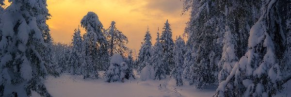 Drzewa, Wschód słońca, Śnieg, Las