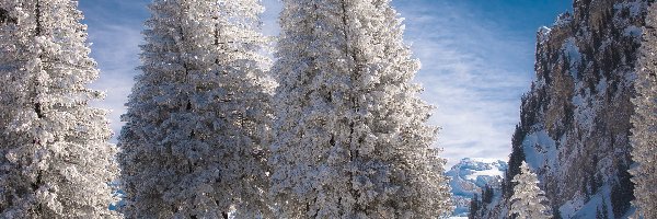Śnieg, Drzewa, Skały, Zima