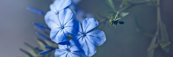 Kwiaty, Zbliżenie, Floks, Niebieskie