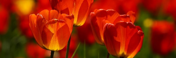 Zbliżenie, Tulipany, Czerwono-żółte