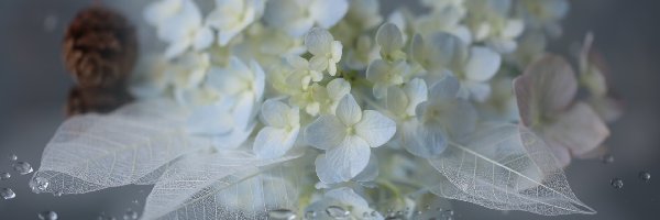 Hortensja, Listki, Białe, Kwiat